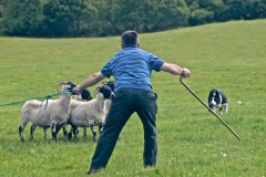 Events_sheepdogTrials_1